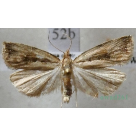Endothenia quadrimaculana (Haworth, 1811) Czech52b